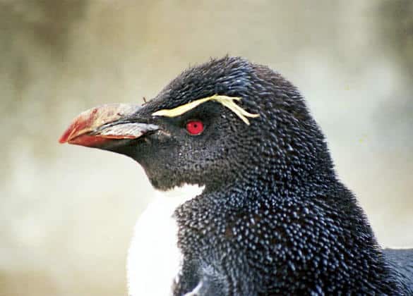 動物図鑑・マカロニペンギン